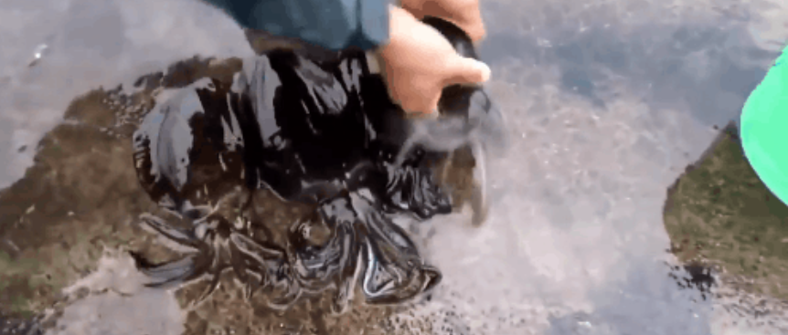 Bức ảnh mô phỏng người đang cầm con mực đen lớn trên tay.