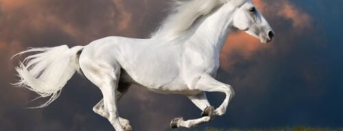 Mơ thấy ngựa tiết lộ điều gì về tương lai của bạn?