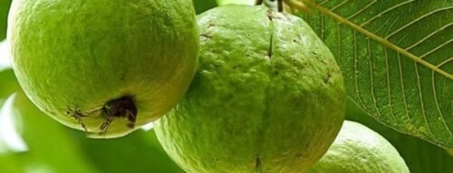 Bí Ẩn Giấc Mơ Thấy Ăn Ổi Và Ý Nghĩa Trong Cuộc Sống Hiện Tại