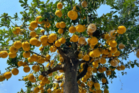 Mơ Thấy Quả Trên Cây – Điềm Báo May Mắn Và Con Số Liên Quan