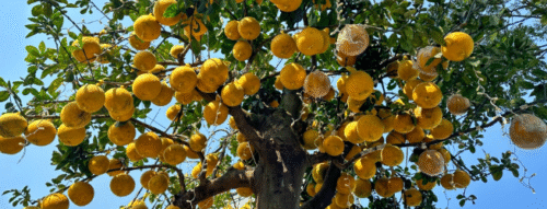 Mơ Thấy Quả Trên Cây – Điềm Báo May Mắn Và Con Số Liên Quan