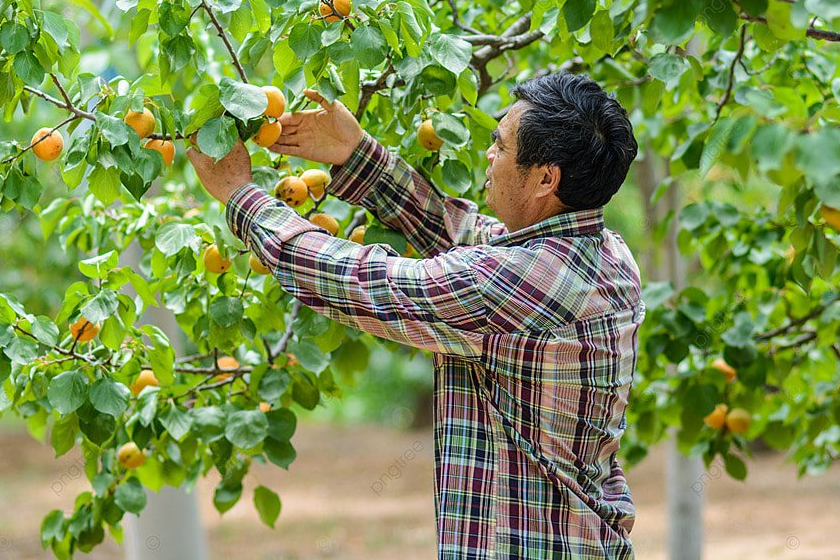 Bức ảnh một người đang hái quả trên cây, gương mặt rạng rỡ, tượng trưng cho thành quả lao động.