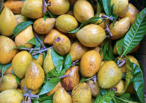 Hình chụp quả chín rơi trên thảm lá, ánh sáng nhẹ, gợi cảm giác vừa tiếc nuối vừa bình yên.