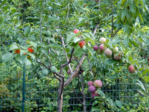 Ảnh cây có nhiều loại quả màu sắc khác nhau, tạo cảm giác lạ mắt và độc đáo.