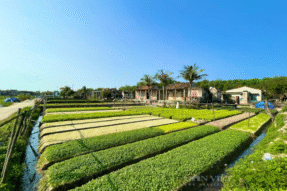 Mơ Thấy Rau – Giải Mã Giấc Mơ Và Những Con Số May Mắn Liên Quan