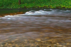 Mơ Thấy Suối Nước Đục Có Ý Nghĩa Gì? Giải Mã Giấc Mơ Cùng Rồng Bạch Kim