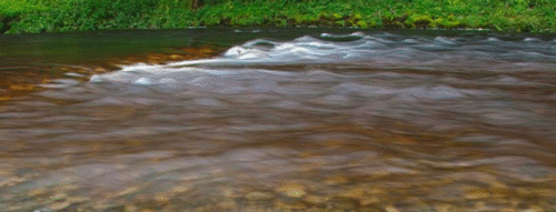 Mơ Thấy Suối Nước Đục Có Ý Nghĩa Gì? Giải Mã Giấc Mơ Cùng Rồng Bạch Kim