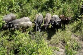 Giải Mã Giấc Mơ Thấy Trâu Rừng – Báo Hiệu Sức Mạnh Và Tài Lộc