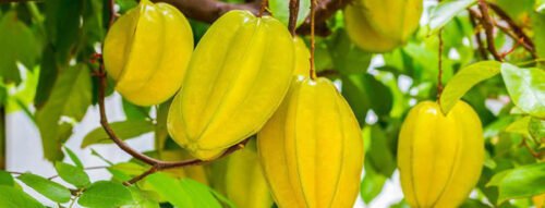 Ý nghĩa giấc mơ thấy cây khế – Khi giấc mơ gắn liền với câu chuyện cổ tích