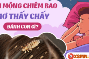 Mơ thấy con chấy là điềm lành hay điềm dữ? Cẩn thận điều gì sắp tới