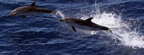 Nằm Mơ Thấy Con Cá Heo Báo Hiệu Điều Gì? May Mắn Hay Cảnh Báo?