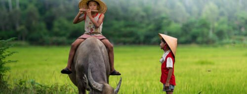 Mơ thấy kẻ chăn trâu có ý nghĩa gì? Hé lộ vận may và tương lai sắp tới