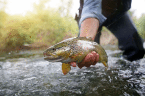 Giải Mã Giấc Mơ Thấy Bắt Cá Trong Ao Và Những Con Số May Mắn