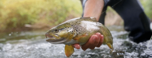 Giải Mã Giấc Mơ Thấy Bắt Cá Trong Ao Và Những Con Số May Mắn