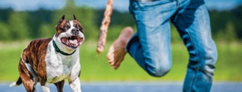 Mơ Thấy Bị Rượt Bởi Chó – Giải Mã Giấc Mơ Và Điềm Báo Trong Cuộc Sống