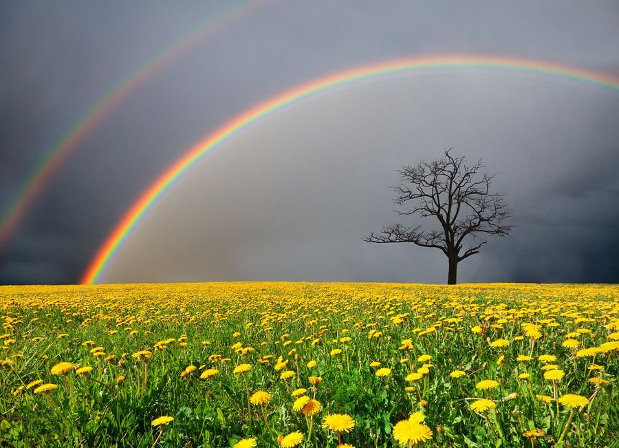 Tượng trưng cho tình yêu sâu đậm và may mắn