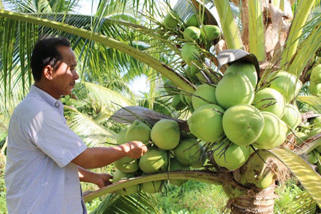 Giải Mã Giấc Mơ Thấy Cây Dừa Điềm Báo Bình An, May Mắn