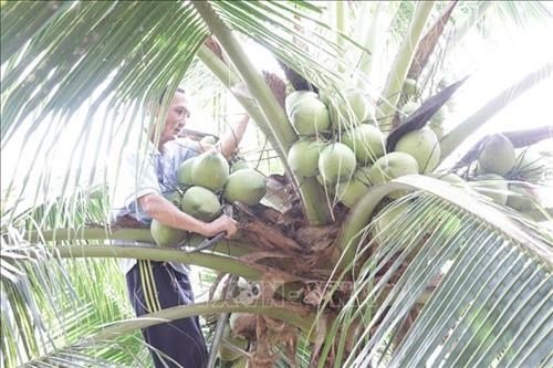 Mơ thấy cây dừa thường là điềm báo tốt lành