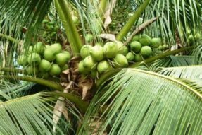 Giải Mã Giấc Mơ Thấy Cây Dừa Điềm Báo Bình An, May Mắn Và Tài Lộc