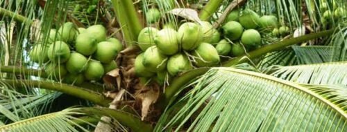 Giải Mã Giấc Mơ Thấy Cây Dừa Điềm Báo Bình An, May Mắn Và Tài Lộc