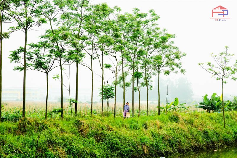 Mơ thấy cây xoan mọc cạnh nhau là dấu hiệu của sự thịnh vượng