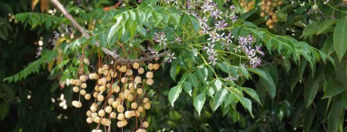 Giải mã ý nghĩa giấc mơ thấy cây xoan chi tiết