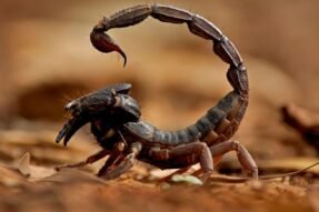 Mơ Thấy Con Bọ Cạp Báo Hiệu Thử Thách Và Sức Mạnh Tiềm Ẩn