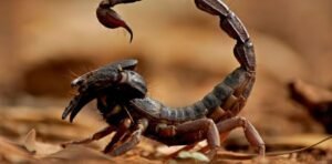 Mơ Thấy Con Bọ Cạp Báo Hiệu Thử Thách Và Sức Mạnh Tiềm Ẩn