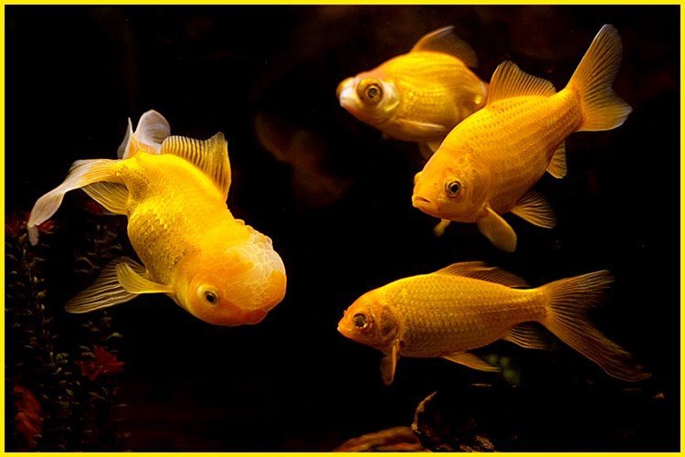 Mơ thấy con cá vàng thường tượng trưng cho sự giàu sang