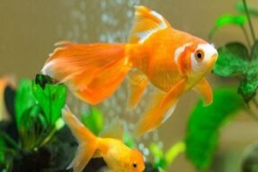 Mơ Thấy Con Cá Vàng Mang Đến Tài Lộc Và Hạnh Phúc