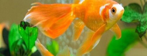 Mơ Thấy Con Cá Vàng Mang Đến Tài Lộc Và Hạnh Phúc