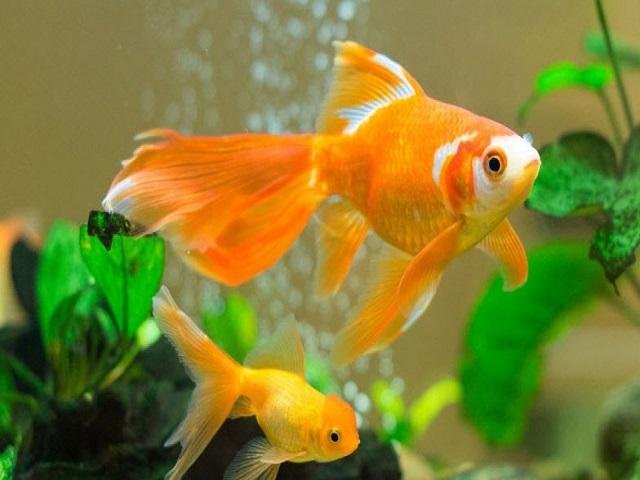 Mơ thấy con cá vàng đang bơi trong nước