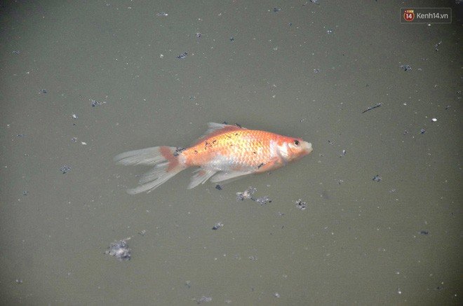 Mơ thấy con cá vàng chết khiến người mơ cảm thấy lo lắng