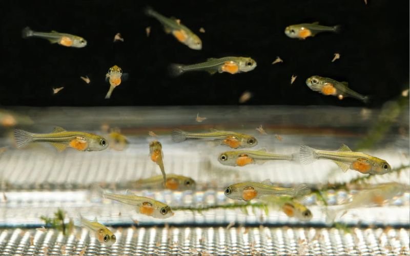 Mơ thấy con cá vàng đang đẻ trứng là dấu hiệu tốt lành