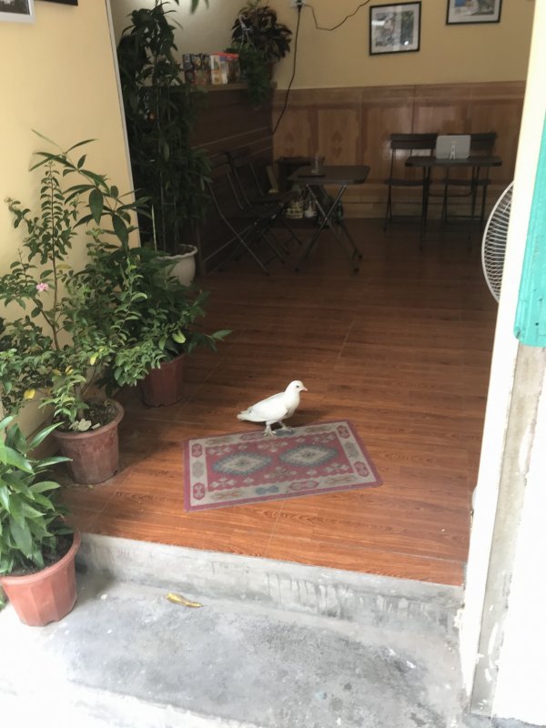 Mơ thấy chim bồ câu bay vào nhà điềm báo tài lộc