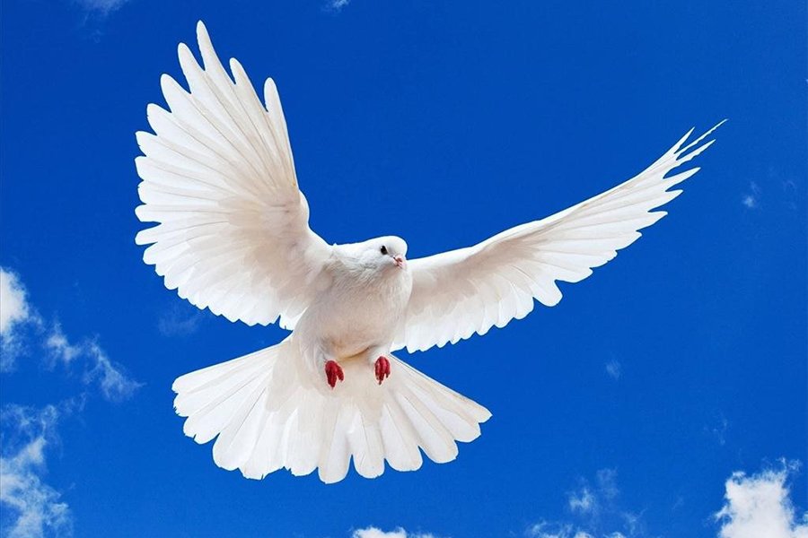 Mơ thấy con chim bồ câu biểu tượng của hòa bình
