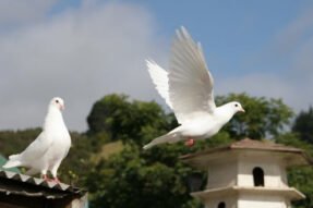 Mơ Thấy Con Chim Bồ Câu Điềm Báo Của Hòa Bình