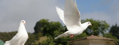Mơ Thấy Con Chim Bồ Câu Điềm Báo Của Hòa Bình