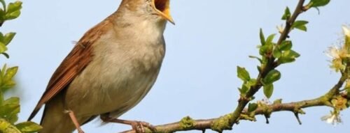 Ý nghĩa giấc mơ thấy con chim sẻ và những thông điệp