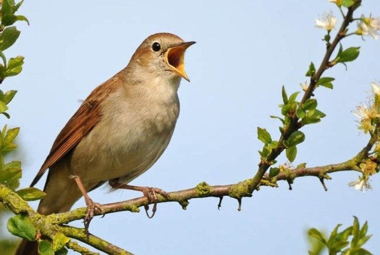 Mơ thấy con chim sẻ bình yên, nhẹ nhàng