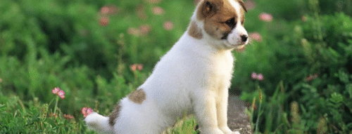 Mơ Thấy Con Chó Trắng – Giải Mã Điềm Báo Và Con Số Liên Quan Chính Xác