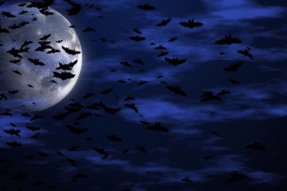 Giải Mã Giấc Mơ Thấy Con Dơi – Điềm Báo Bí Ẩn Và Con Số May Mắn