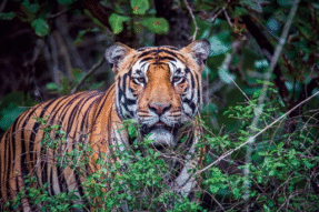 Mơ Thấy Con Hổ: Giải Mã Giấc Mơ, Điềm Báo Và Con Số Liên Quan