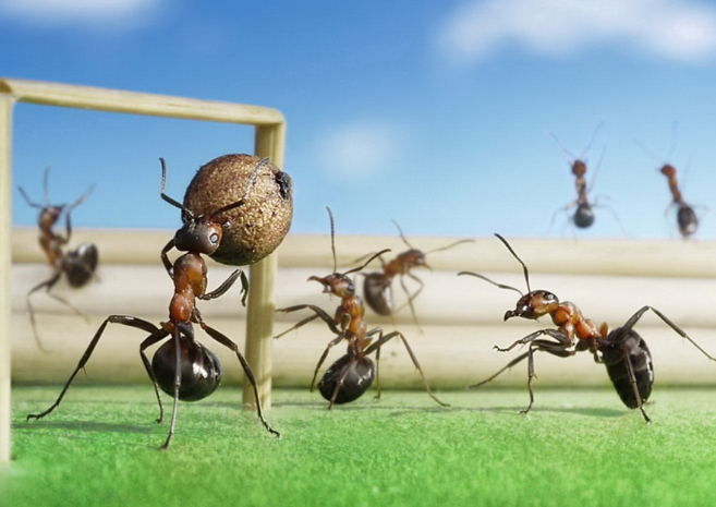 Ảnh mô phỏng kiến mang ý nghĩa về sự ổn định tài chính.