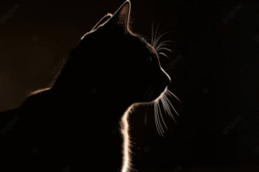 Mơ Thấy Con Mèo Đen Và Những Dấu Hiệu Bất Ngờ Trong Cuộc Sống