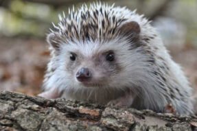 Mơ Thấy Con Nhím Giải Mã Nhiều Ý Nghĩa Bất Ngờ