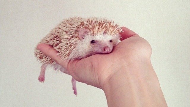 Mơ thấy con nhím bị thương