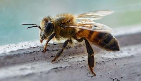 Hình ảnh một con ong bay qua cửa sổ vào nhà, ánh sáng chiếu lung linh tượng trưng cho điềm lành.