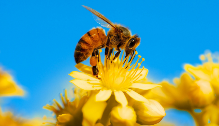 Tượng trưng cho sự kết hợp của công danh và tài lộc.