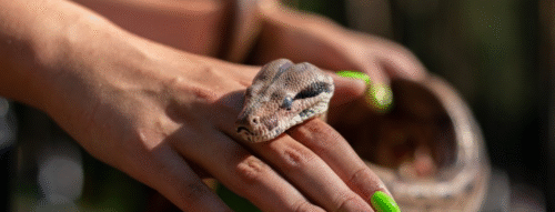 Giải mã giấc mơ thấy con rắn hổ mang và điềm báo may mắn